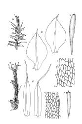 Image: R.C. Wagstaff © Landcare Research 2015 
